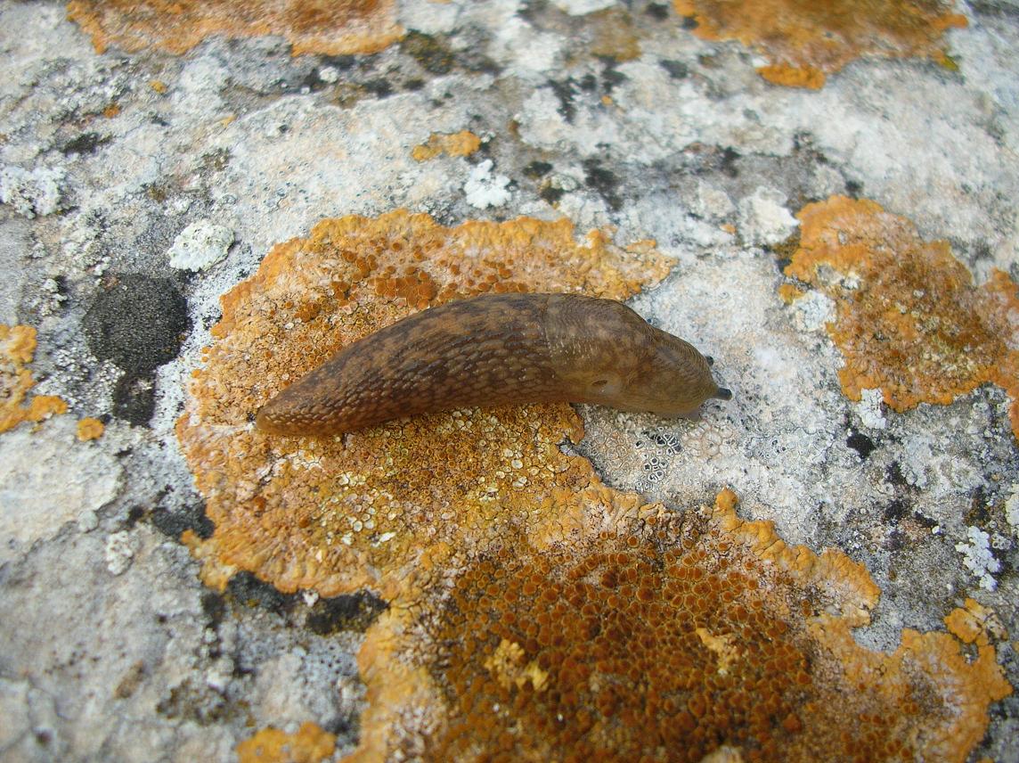 Limacus flavus da Matera dopo temporale